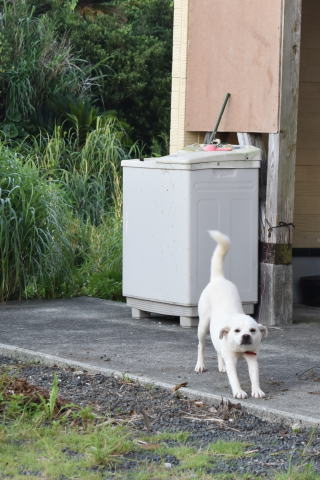 ジローの引っ越し