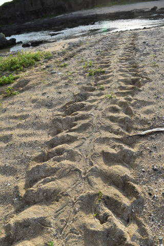 ウミガメ上陸
