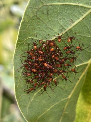 ミナミトゲヘリカメムシの幼虫