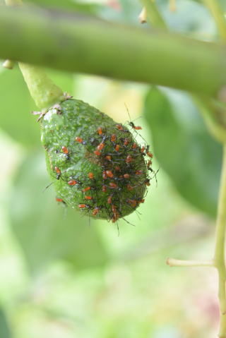 ミナミトゲヘリカメムシの幼虫