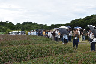 お茶農園見学