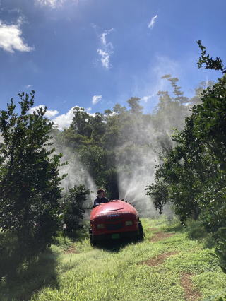 ホワイトコート散布