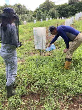 タンカン幼木の肥料まき