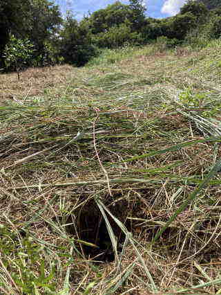 クロウサギが掘った穴