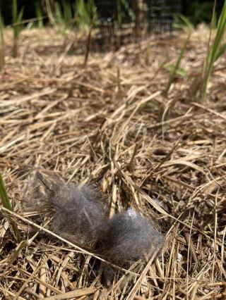 クロウサギの毛