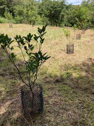 タンカンの幼木にクロウサギ対策