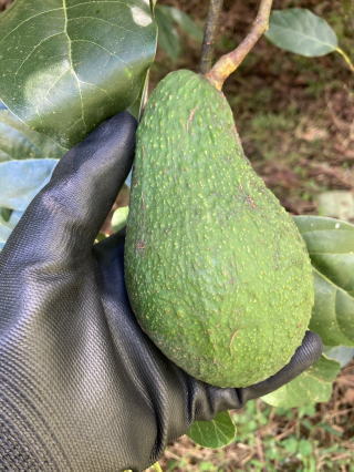 アボカド　ピンカートン