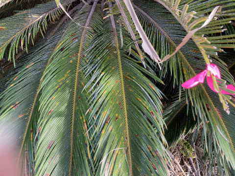 ソテツシロカイガラムシ