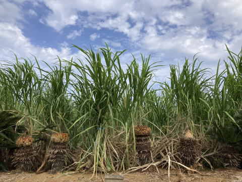 ソテツシロカイガラムシ