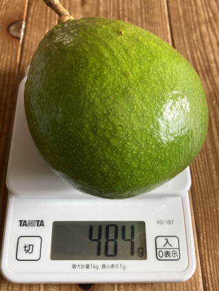 アボカド　カビラミドリ