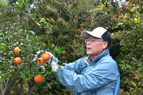 タンカン収穫