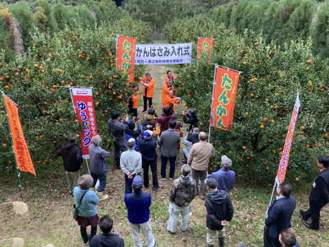 徳之島町柑橘生産組合　タンカンはさみ入れ式