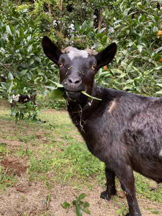 トカラヤギのあんこ