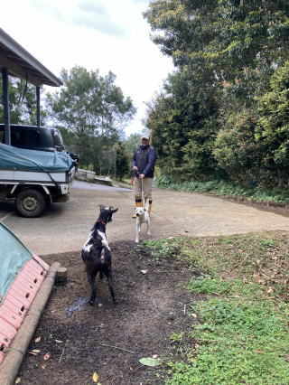 ジローとヤギの対面