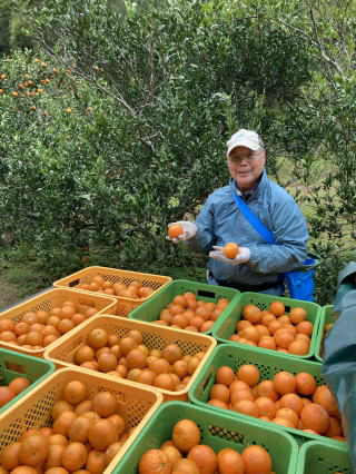 タンカン収穫