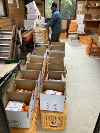 タンカン箱詰め